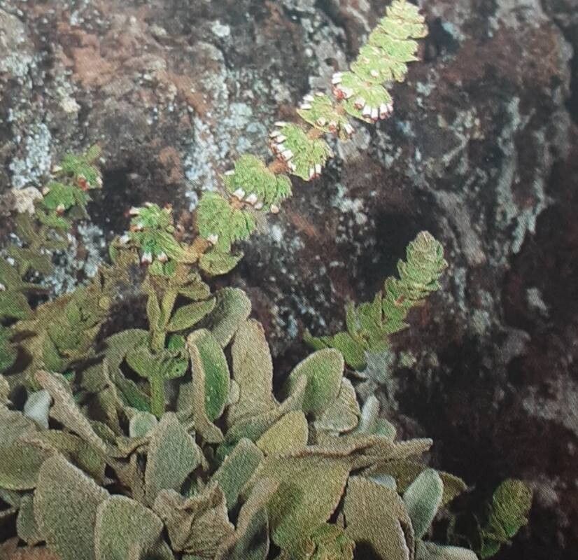 Sideritis gomeraea habit