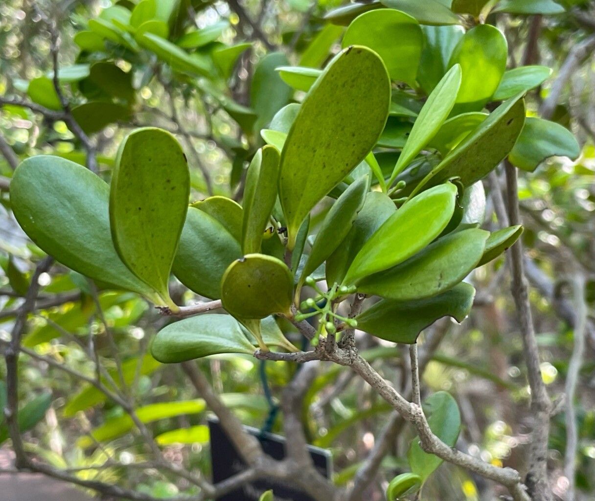 Jacquinia proctorii fruit
