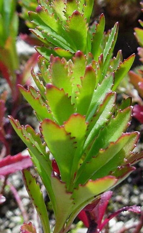 Phedimus sichotensis — search result for 'Phedimus'