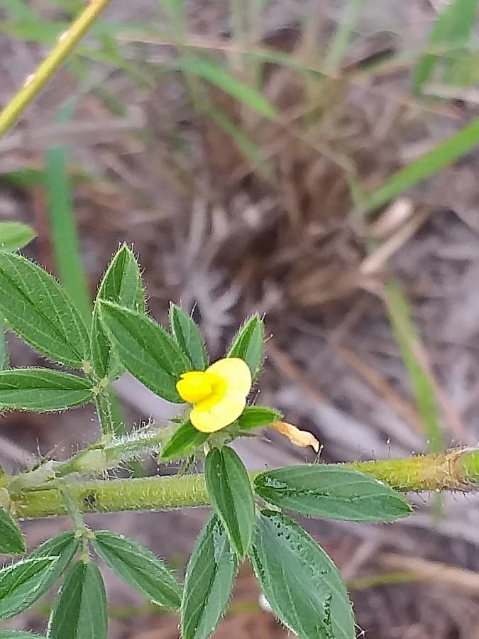 Stylosanthes fruticosa flower