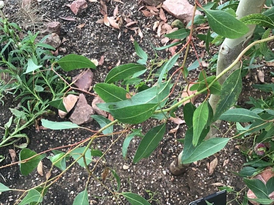 Eucalyptus megacornuta — houseplant care guide