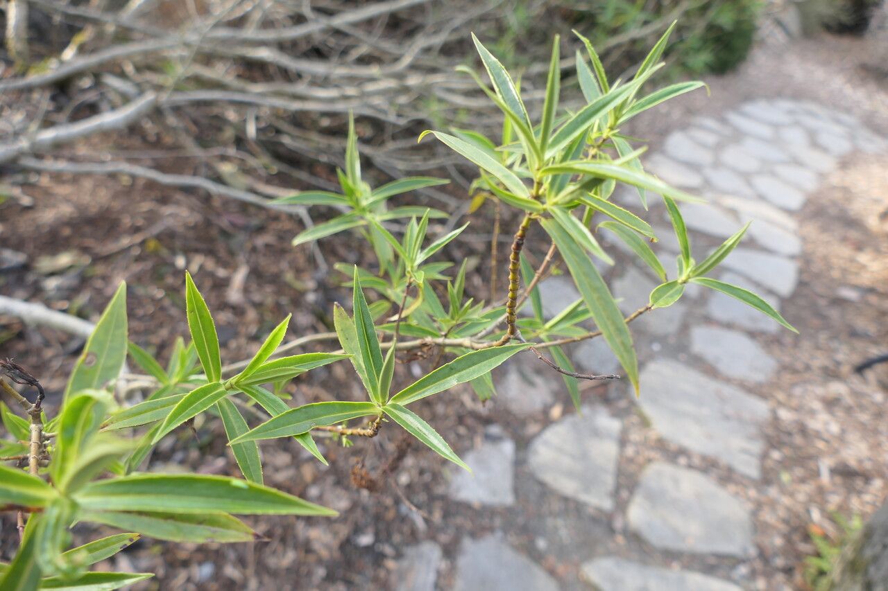 Veronica salicifolia leaf