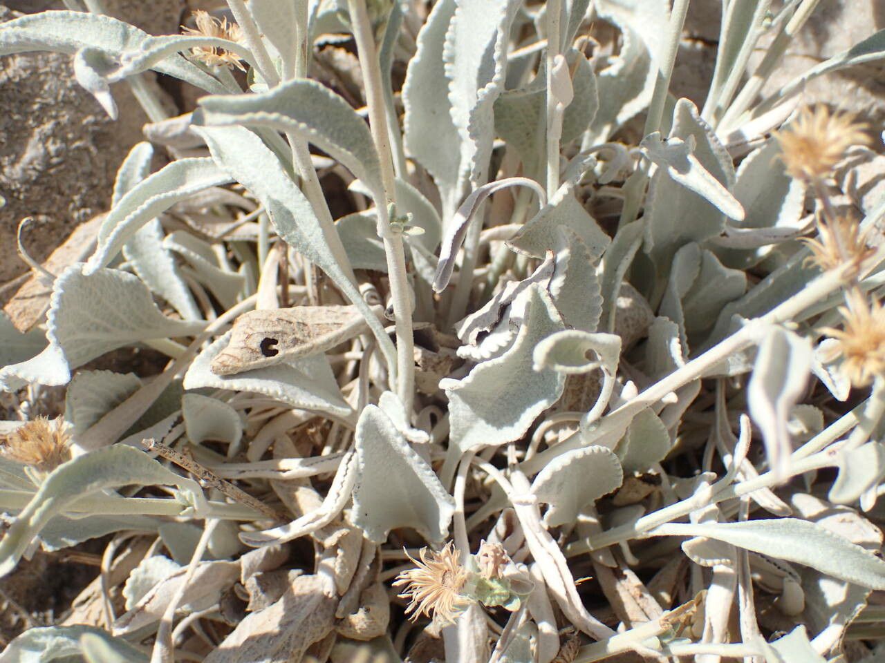 Inula verbascifolia leaf
