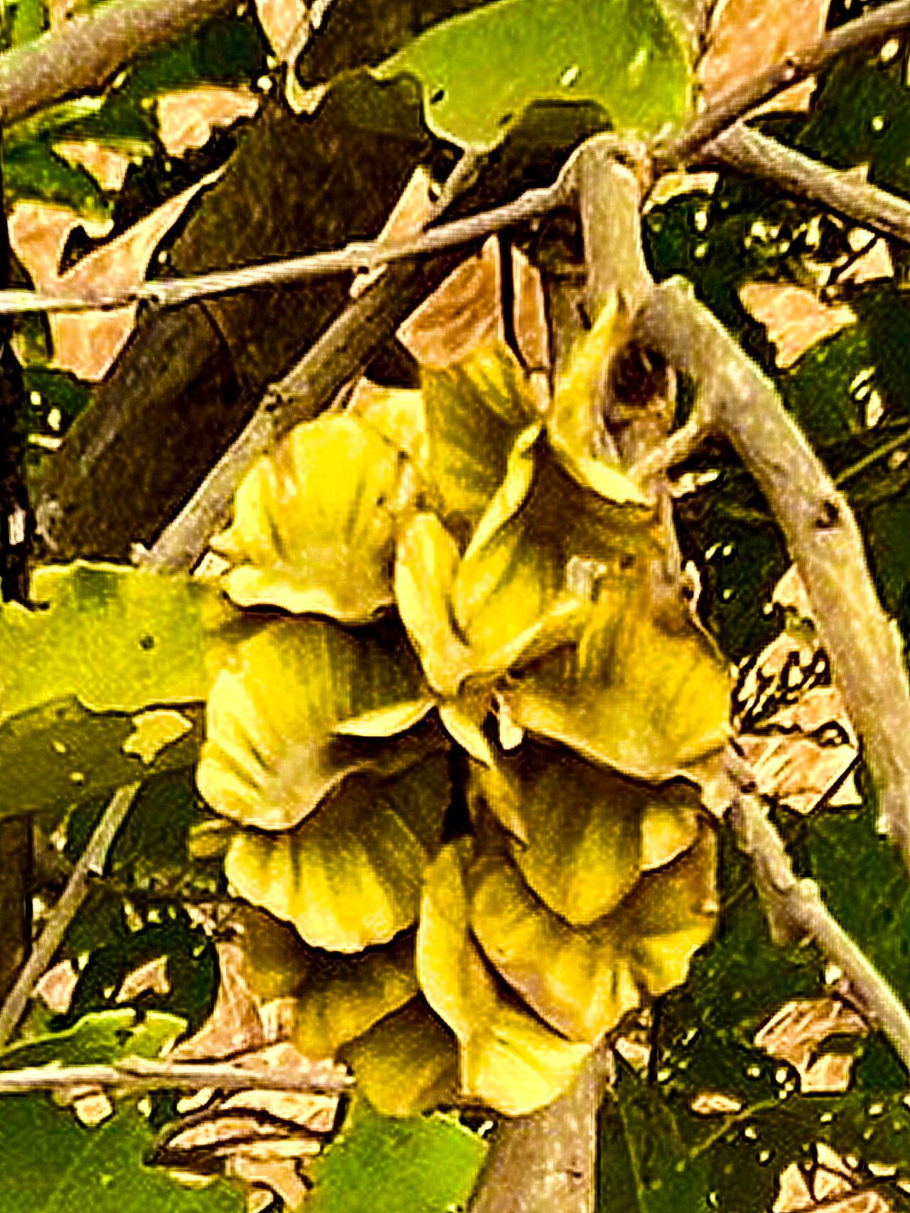 Combretum quadrangulare — search result for 'Combretum'