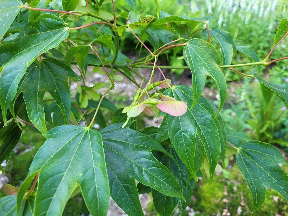 Acer wilsonii fruit