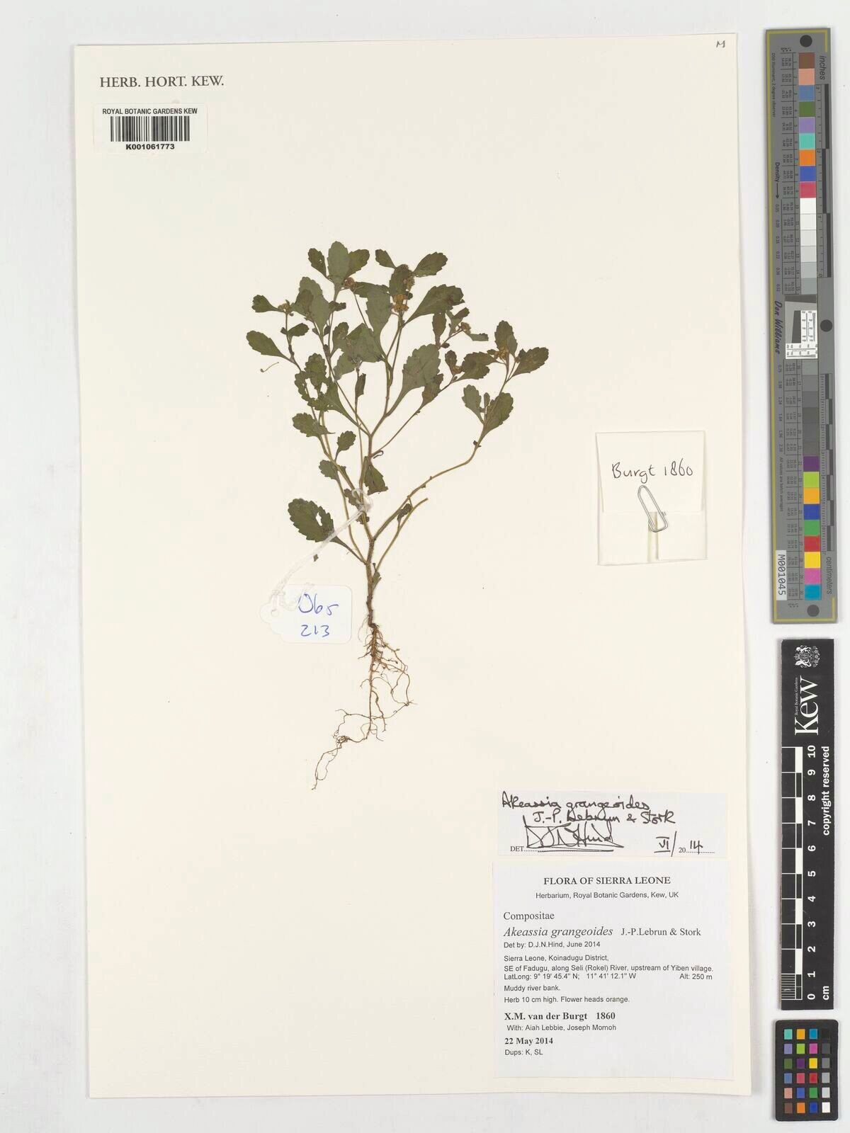 Grangea grangeoides — related species from the same genus