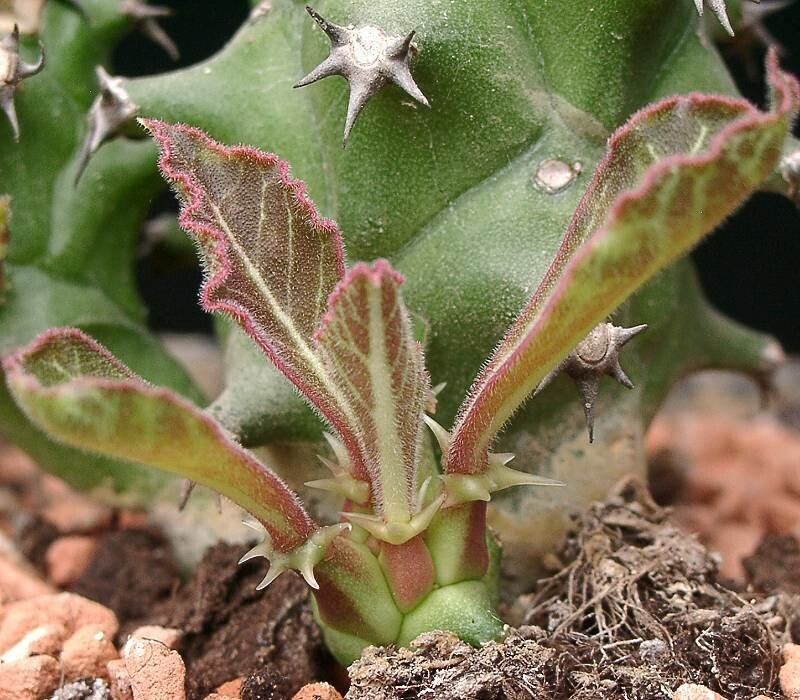 Euphorbia spinulosa — houseplant care guide