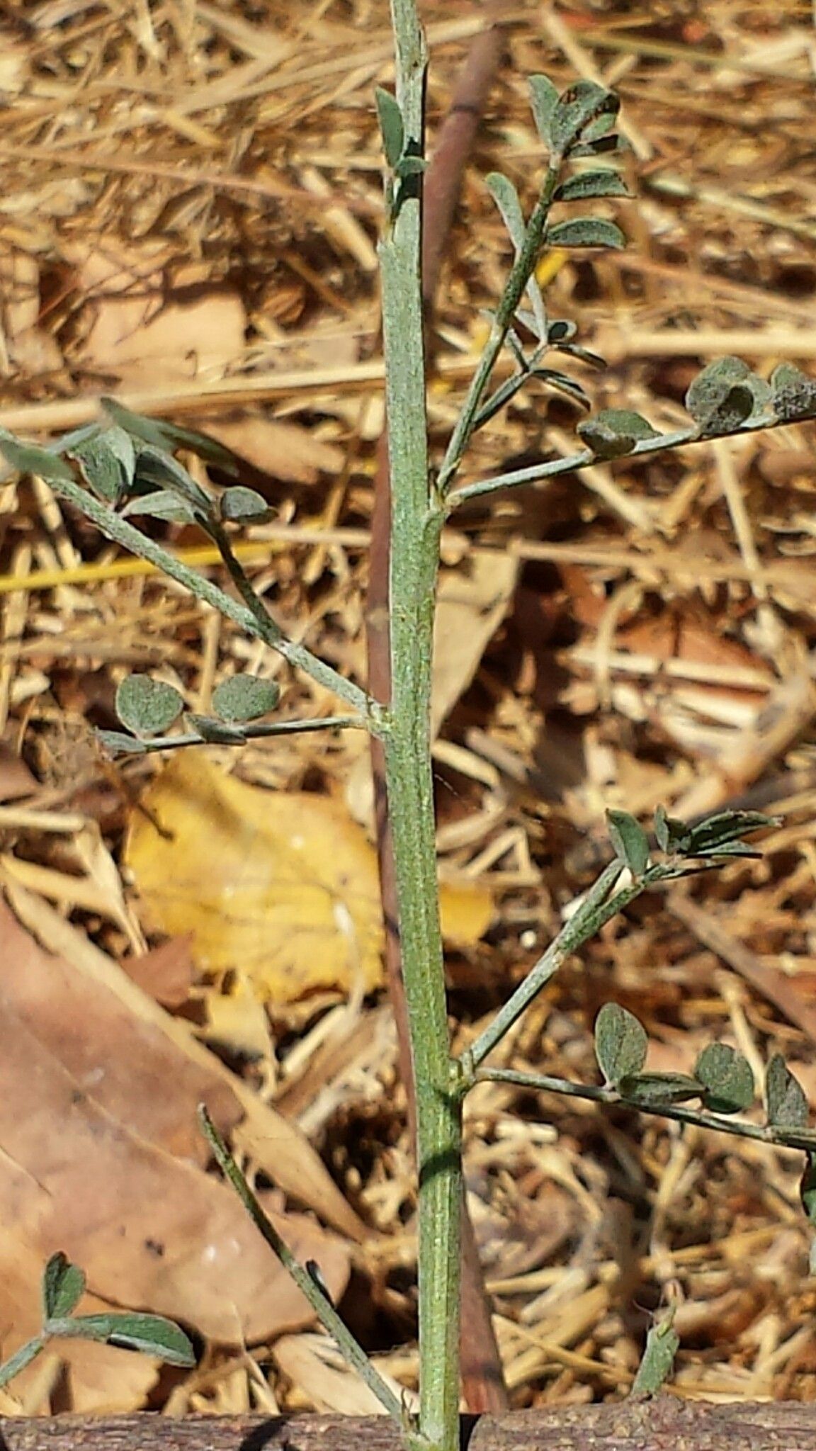 Indigofera mouroundavensis leaf
