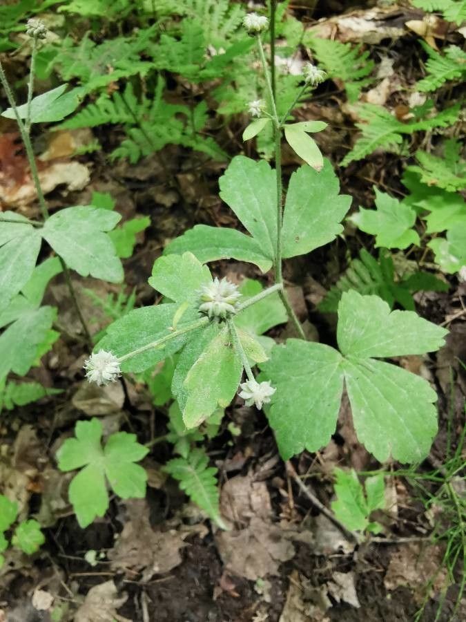 Ranunculus recurvatus fruit