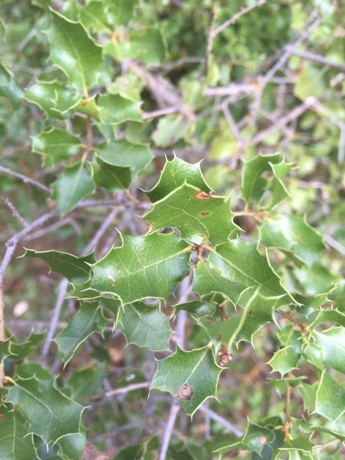 Quercus palmeri — search result for 'Fagaceae'