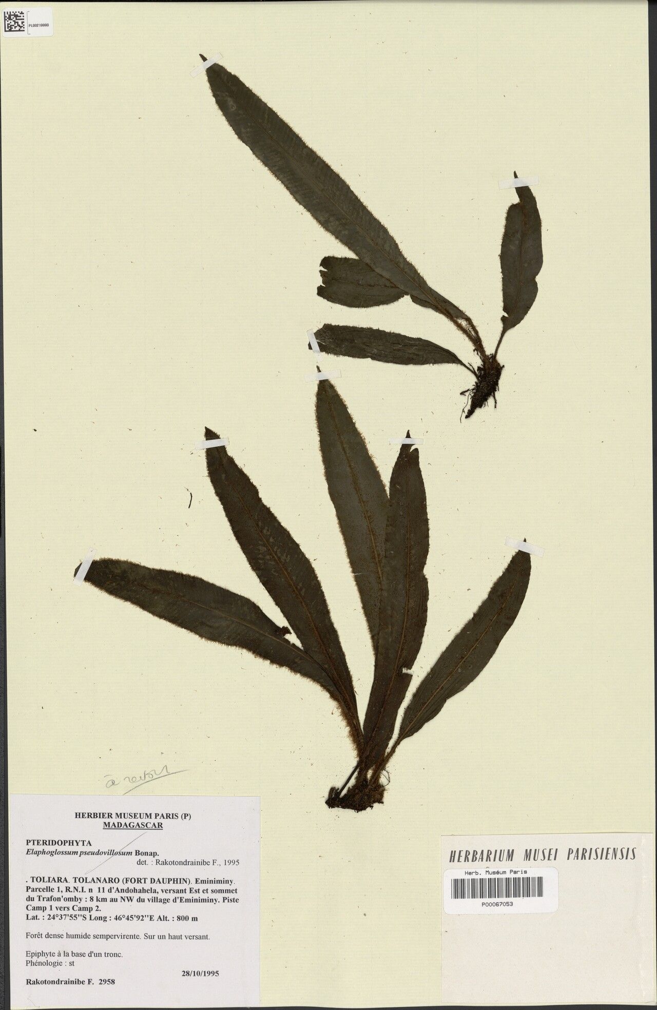 Elaphoglossum brachymischum — houseplant care guide