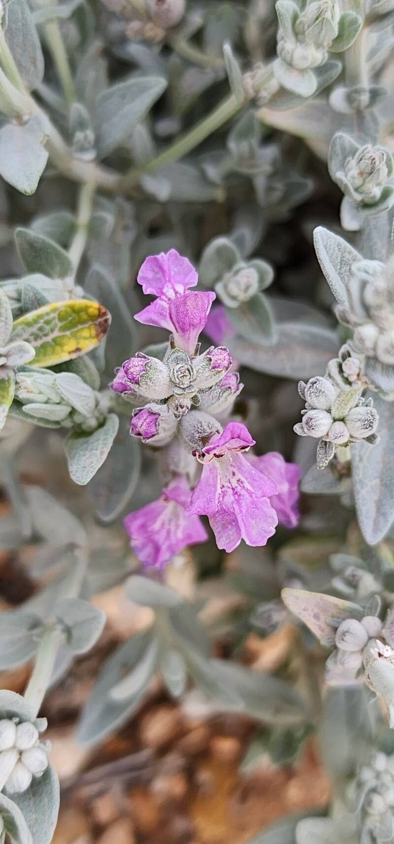 Stachys inflata flower