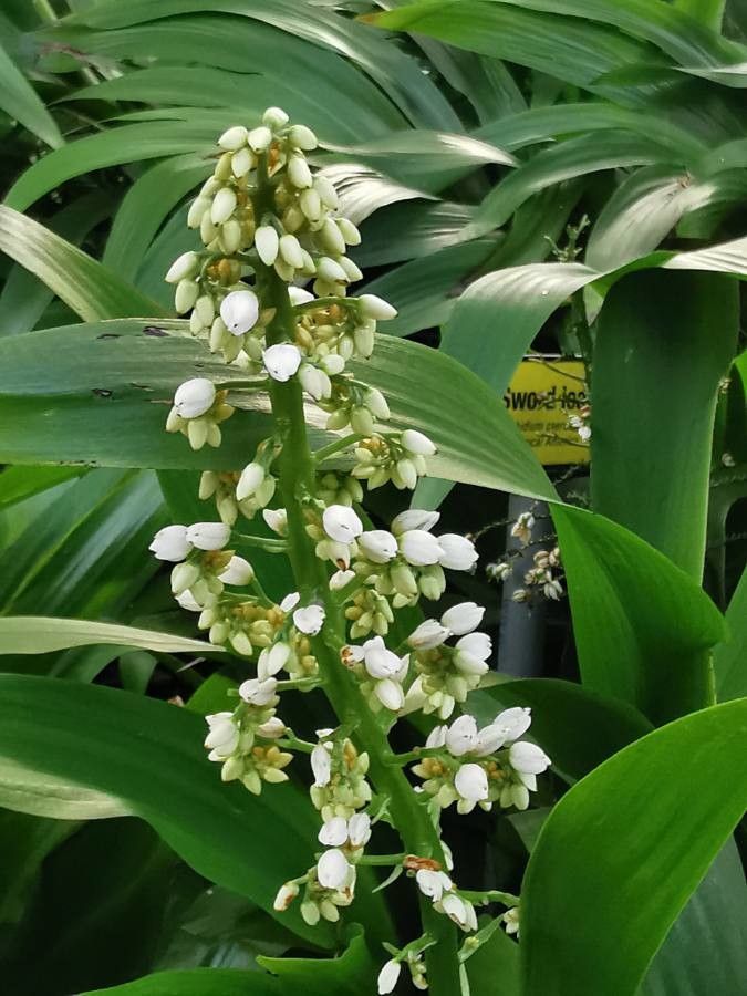 Xiphidium caeruleum flower