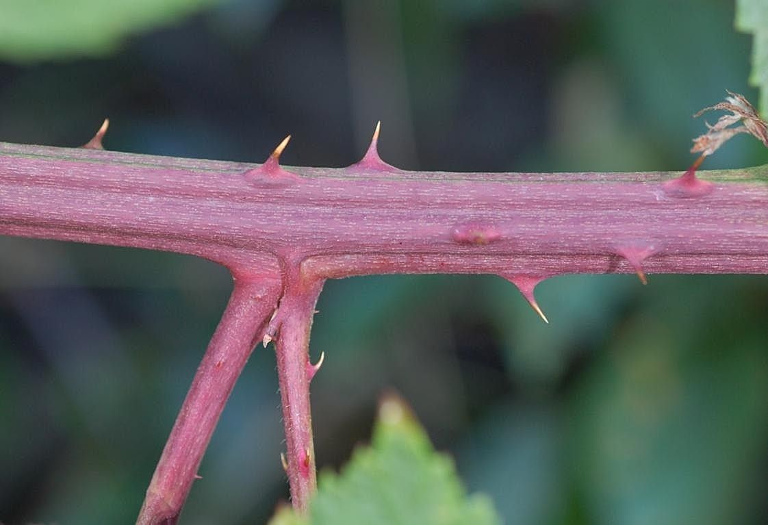 Rubus grabowskii bark