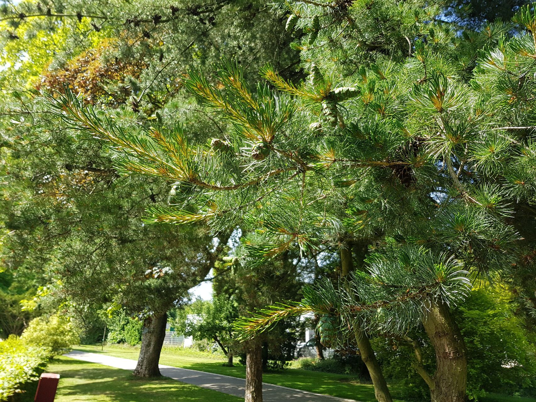 Pinus koraiensis fruit