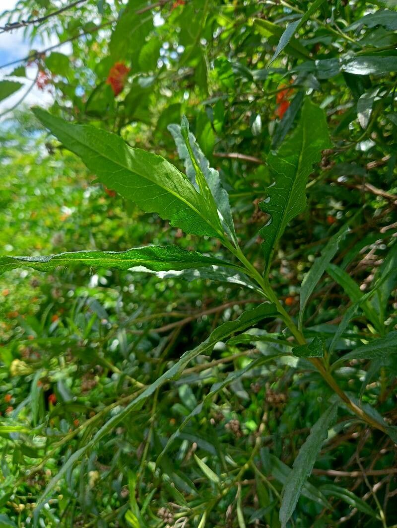 Psiadia altissima — related species from the same genus