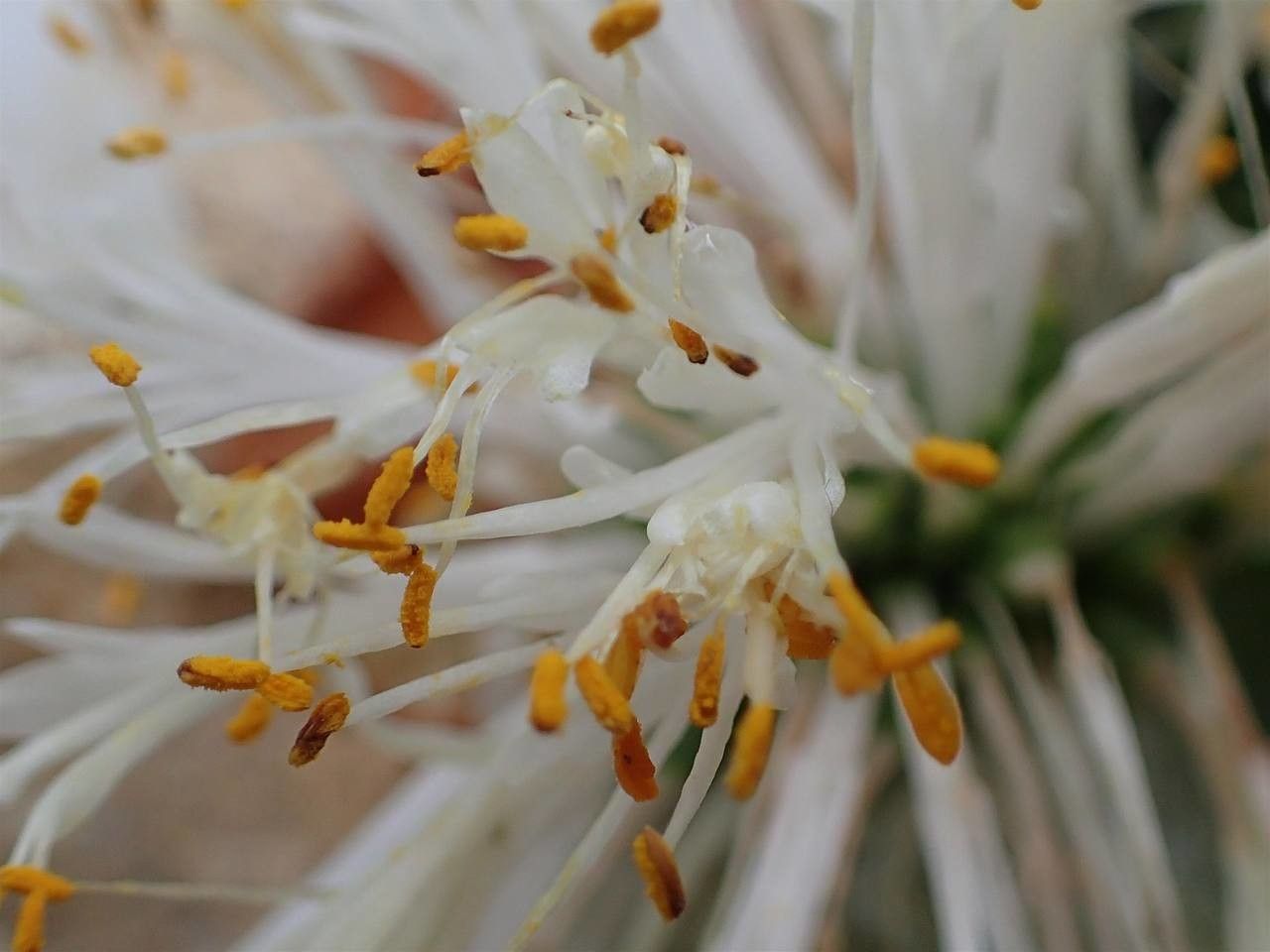 Haemanthus deformis flower