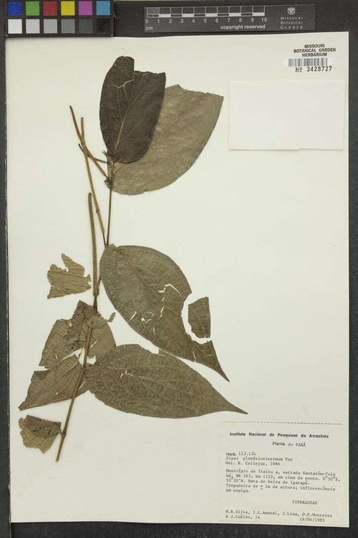 Piper glandulosissimum — houseplant care guide