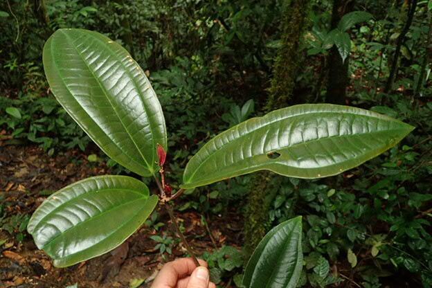 Medinilla mirabile leaf