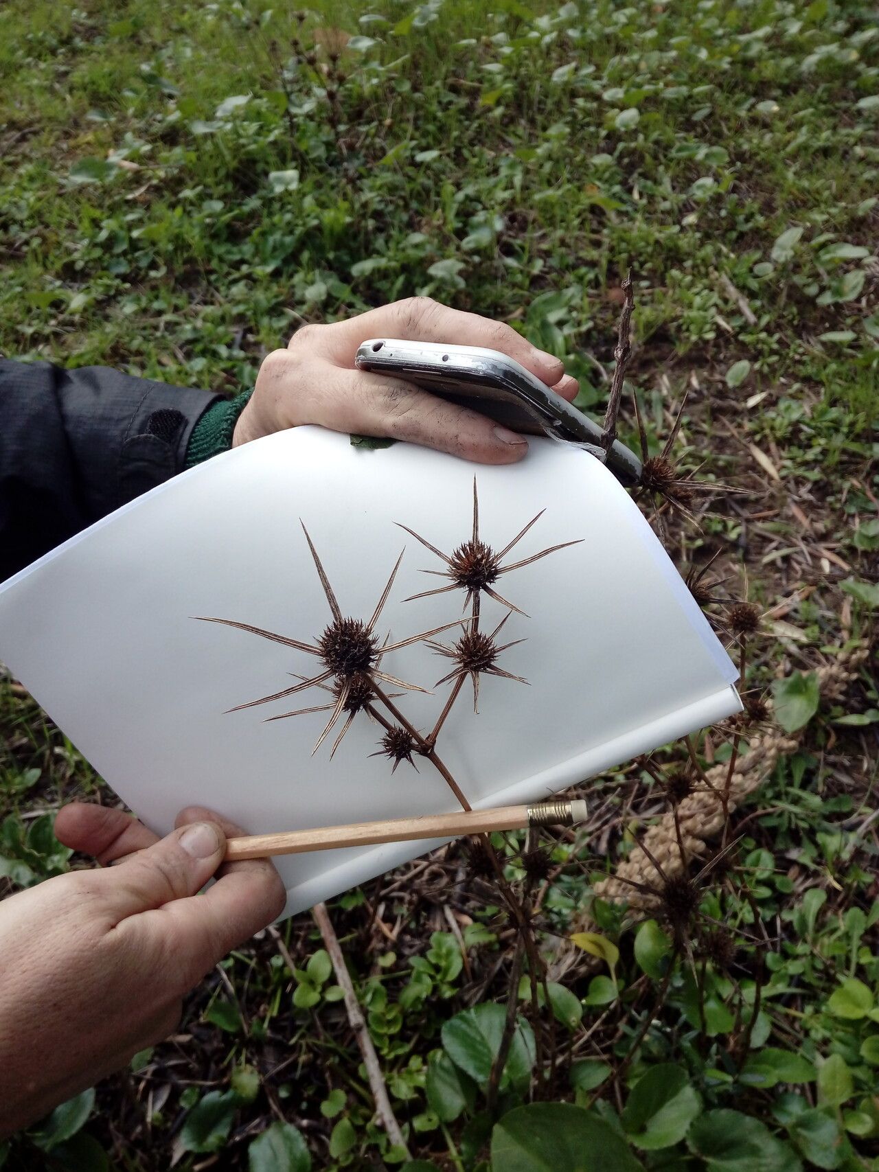 Eryngium tricuspidatum fruit