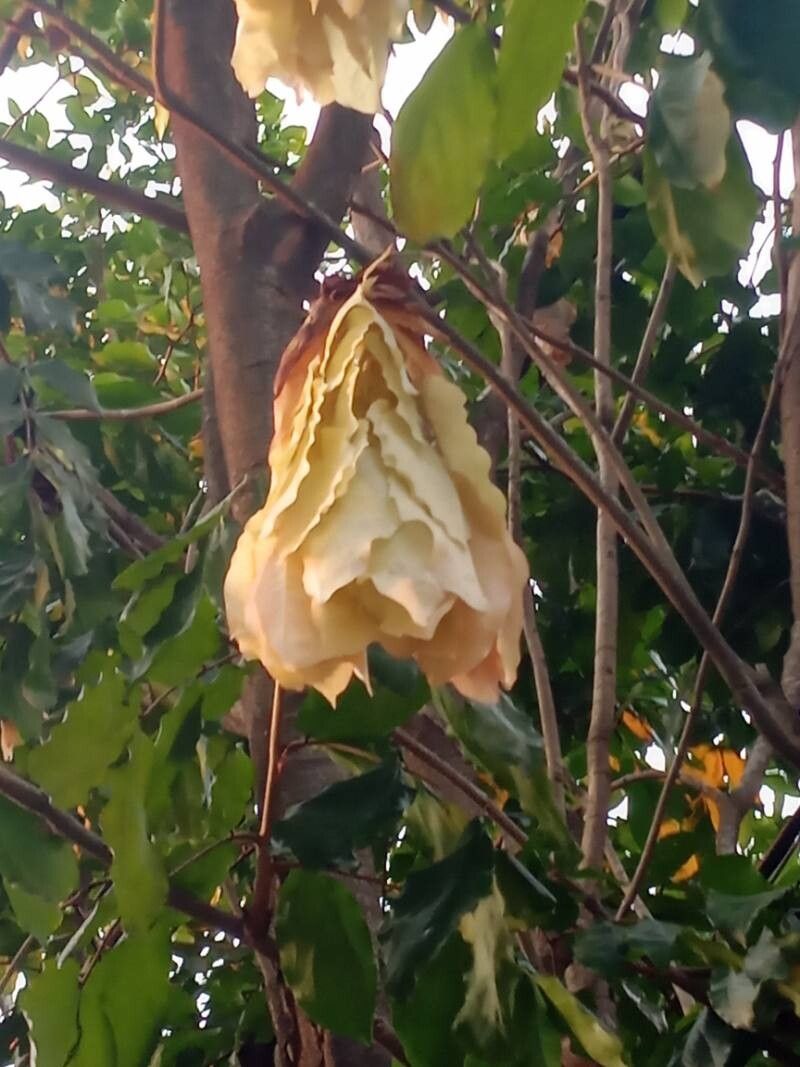 Cynometra grandiflora flower