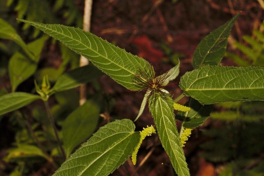 Acalypha petiolaris — houseplant care guide