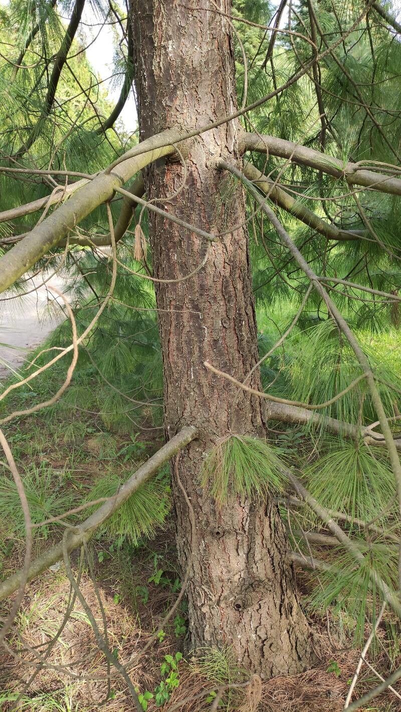 Pinus bhutanica bark