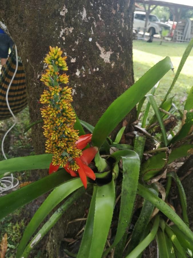 Aechmea mertensii flower
