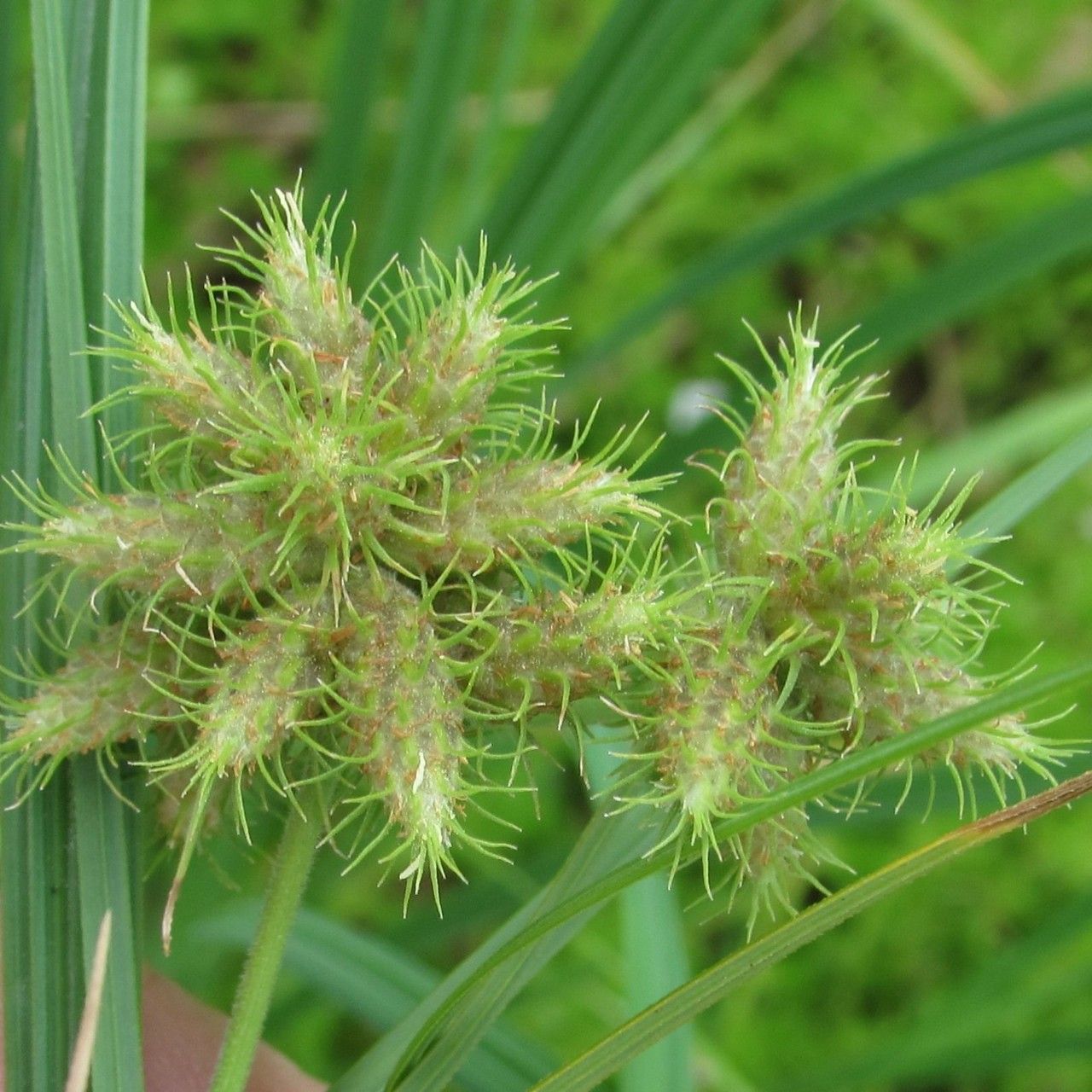 Fuirena simplex — houseplant care guide