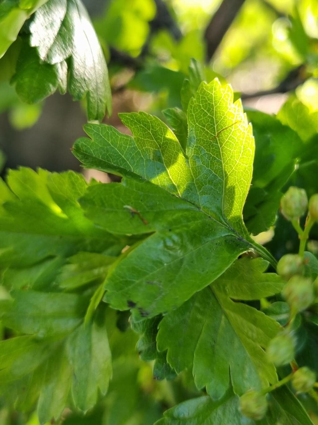Crataegus × media — search result for 'Crataegus'
