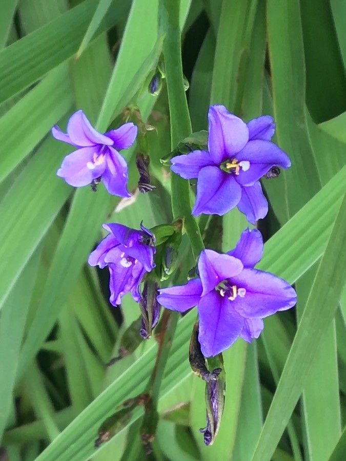 Aristea ensifolia — search result for 'Aristea'