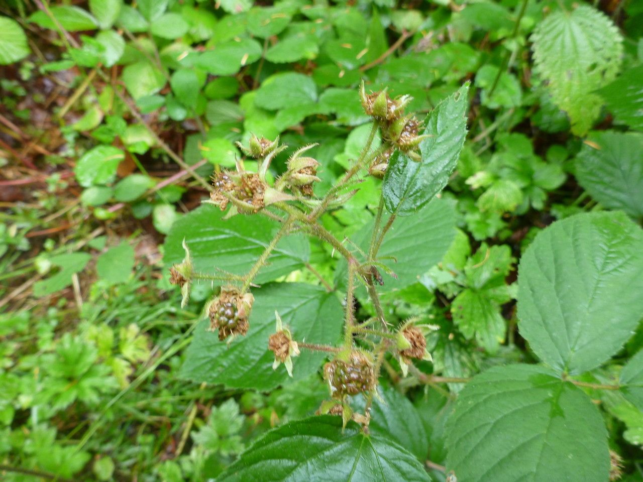 Rubus pedemontanus fruit