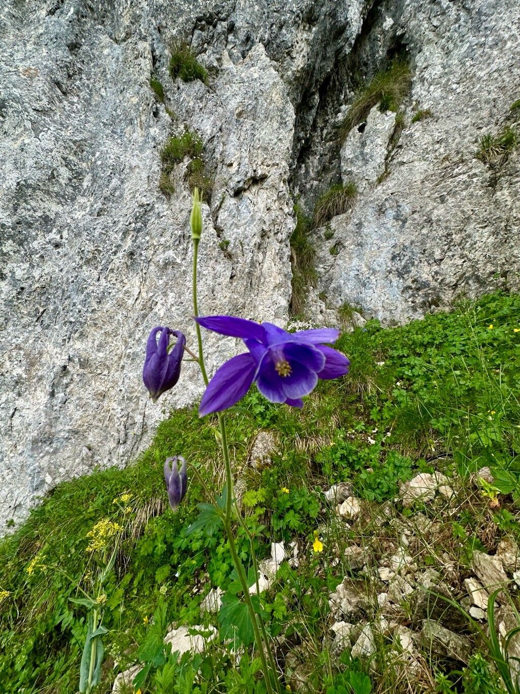 Aquilegia transsilvanica fruit