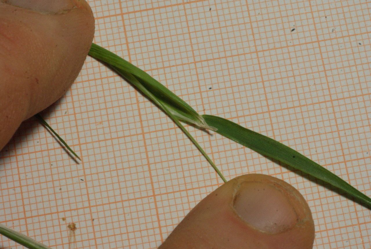 Cynosurus elegans leaf