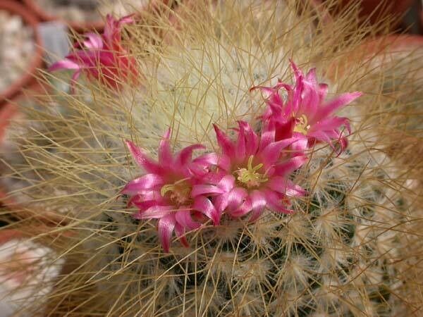 Mammillaria pringlei — houseplant care guide