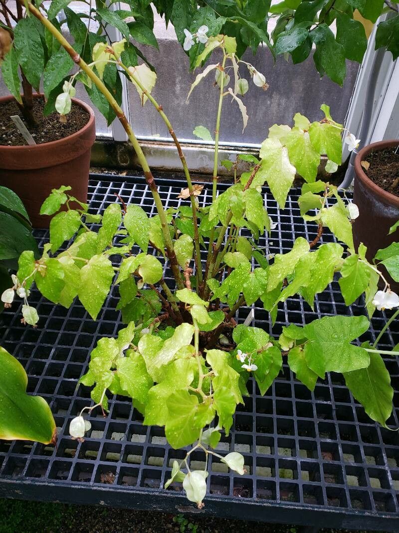 Begonia undulata habit