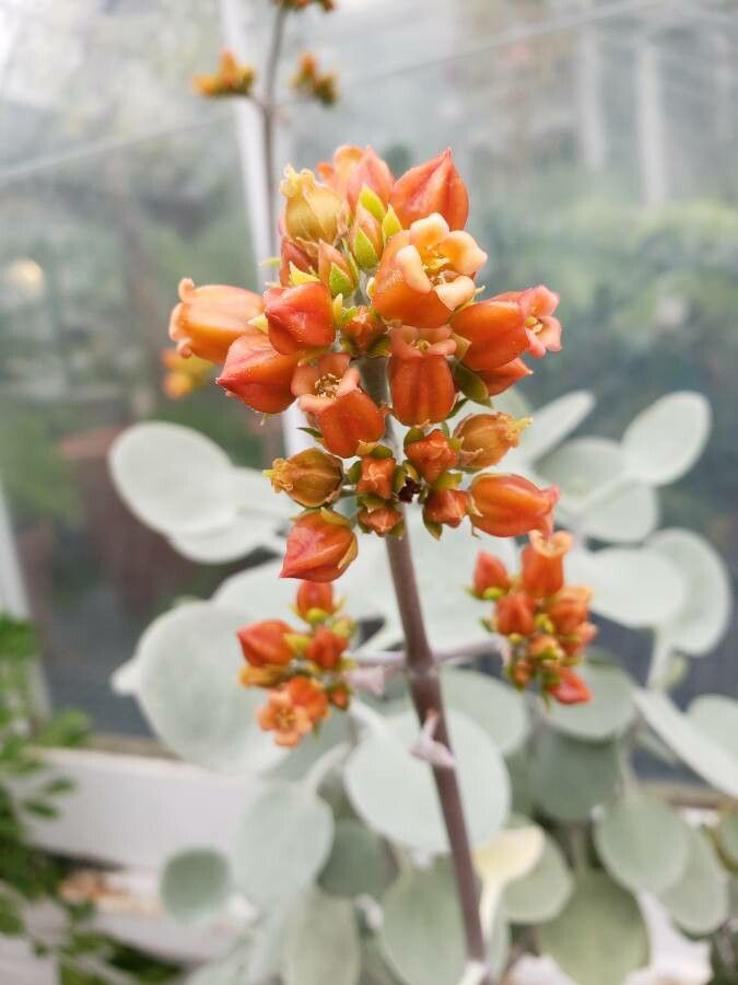 Kalanchoe hildebrandtii flower