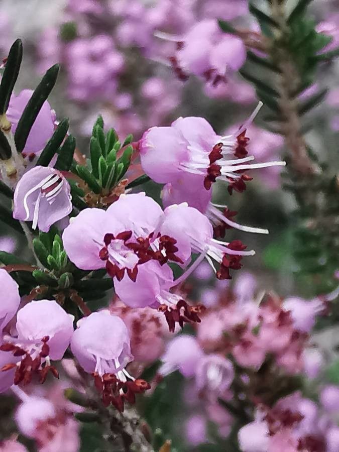 Erica manipuliflora flower