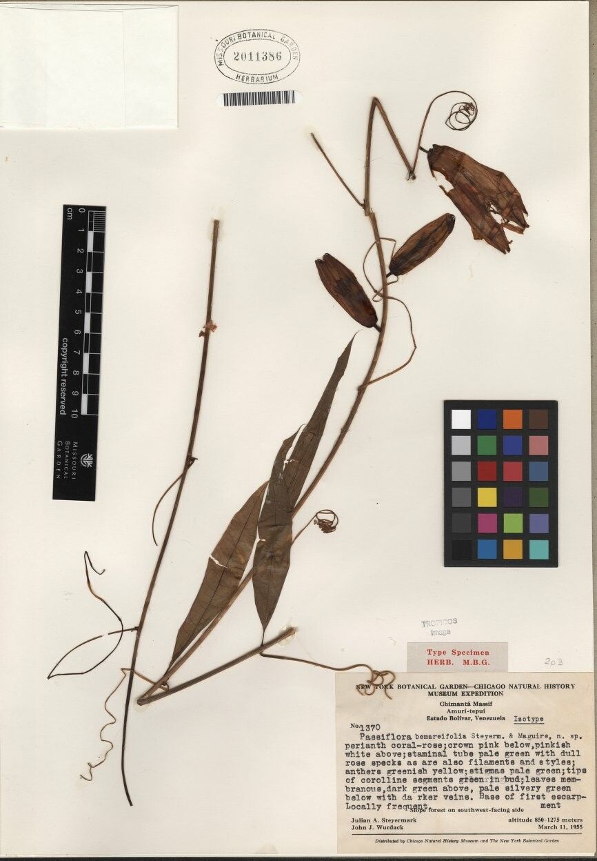 Passiflora variolata other