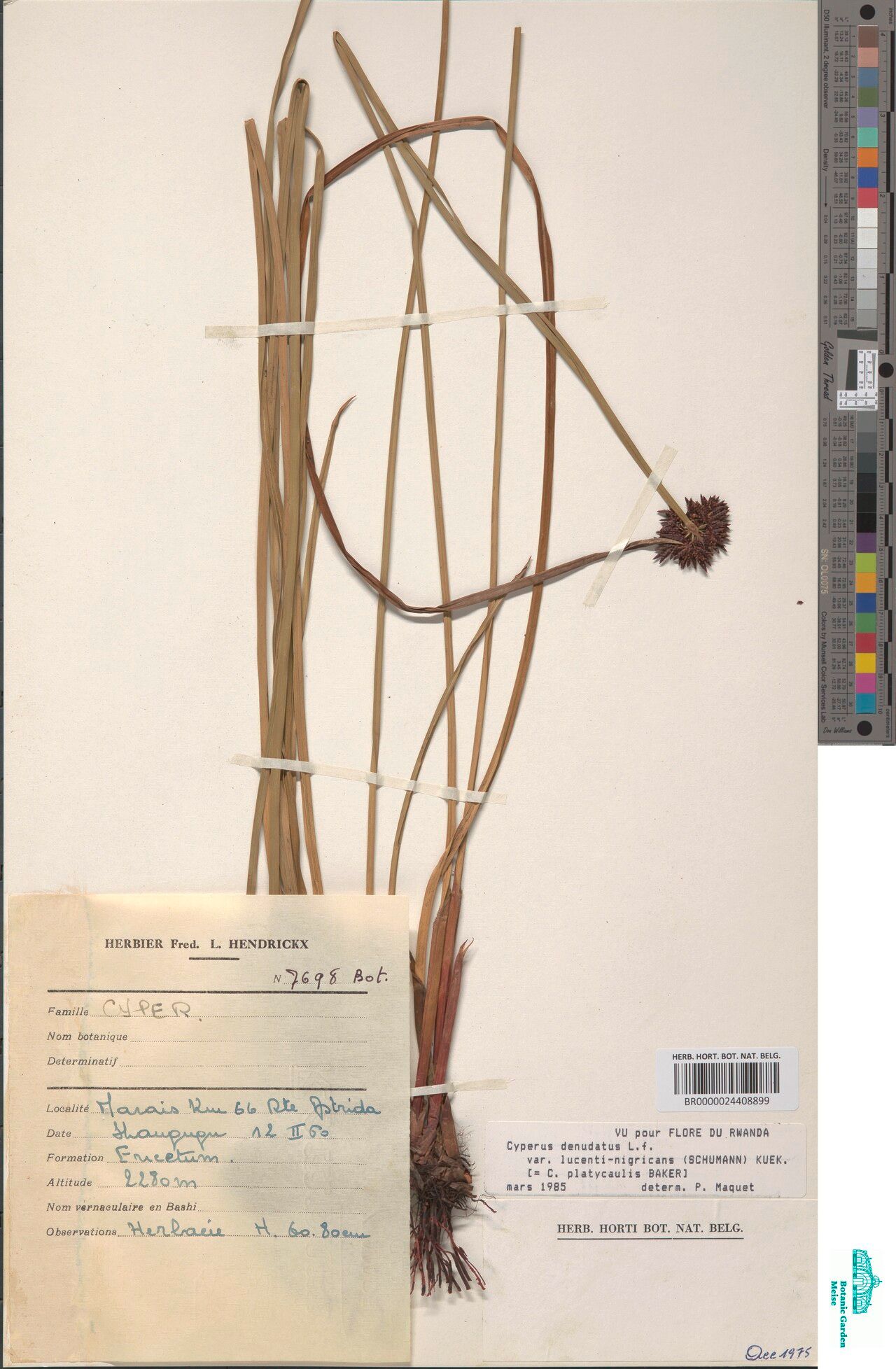 Cyperus platycaulis — houseplant care guide