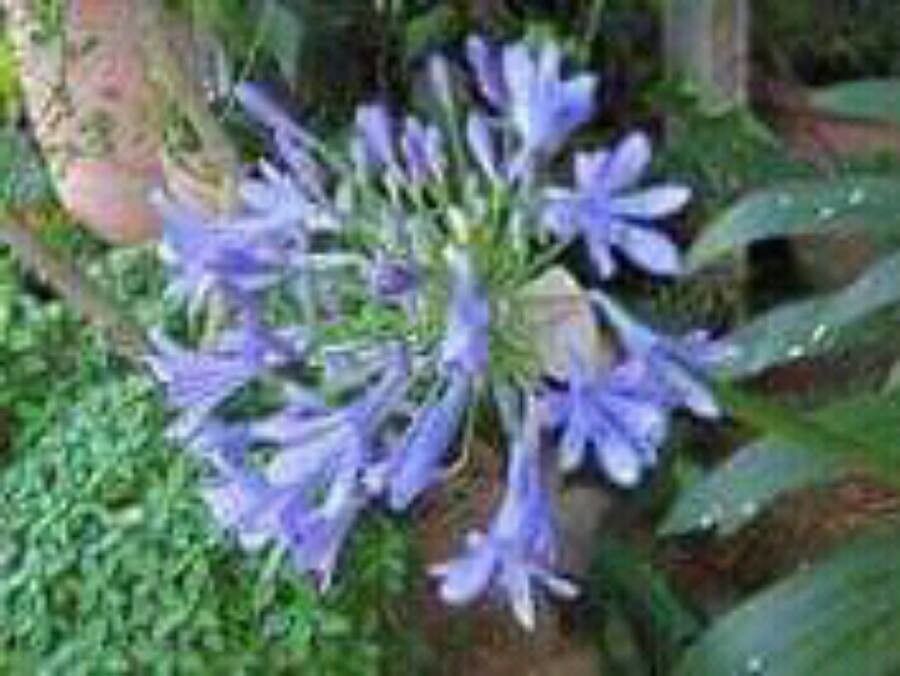 Agapanthus coddii