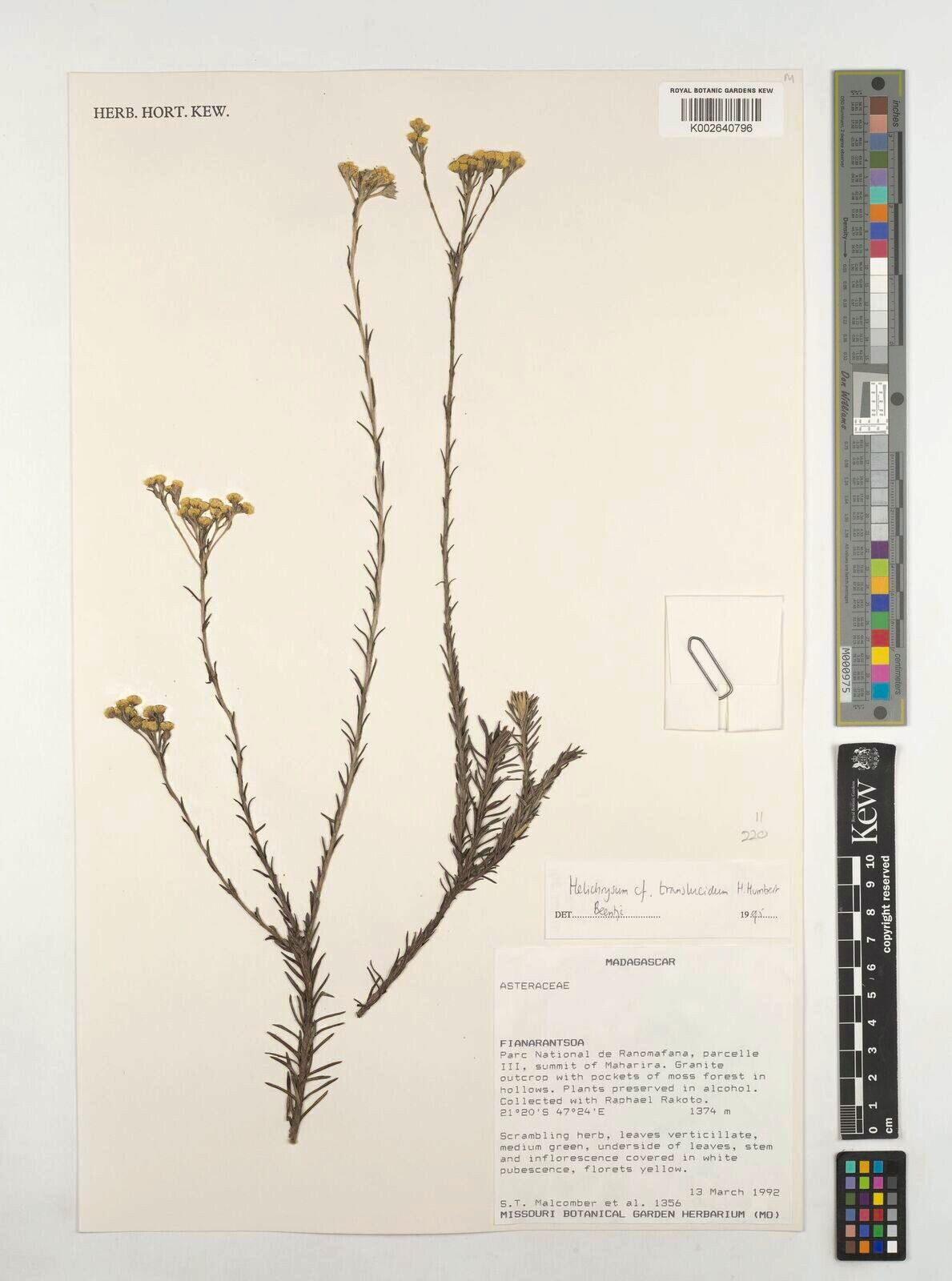 Helichrysum translucidum — houseplant care guide
