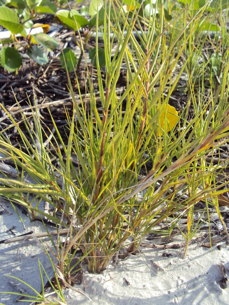Sporobolus virginicus habit