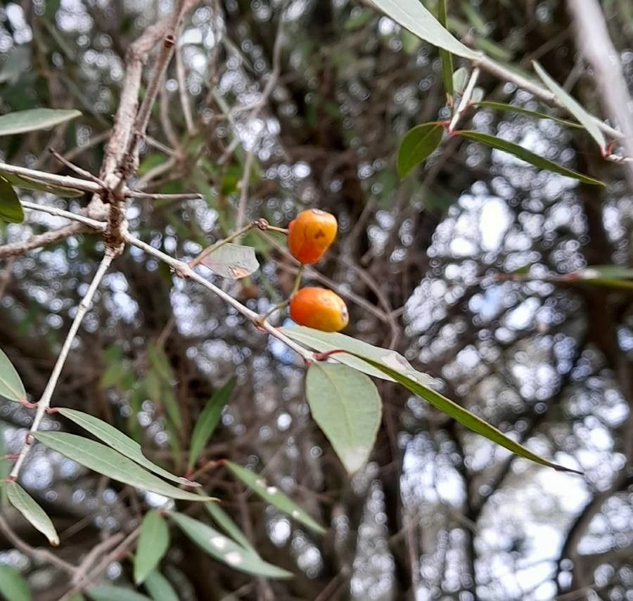 Blepharocalyx salicifolius fruit