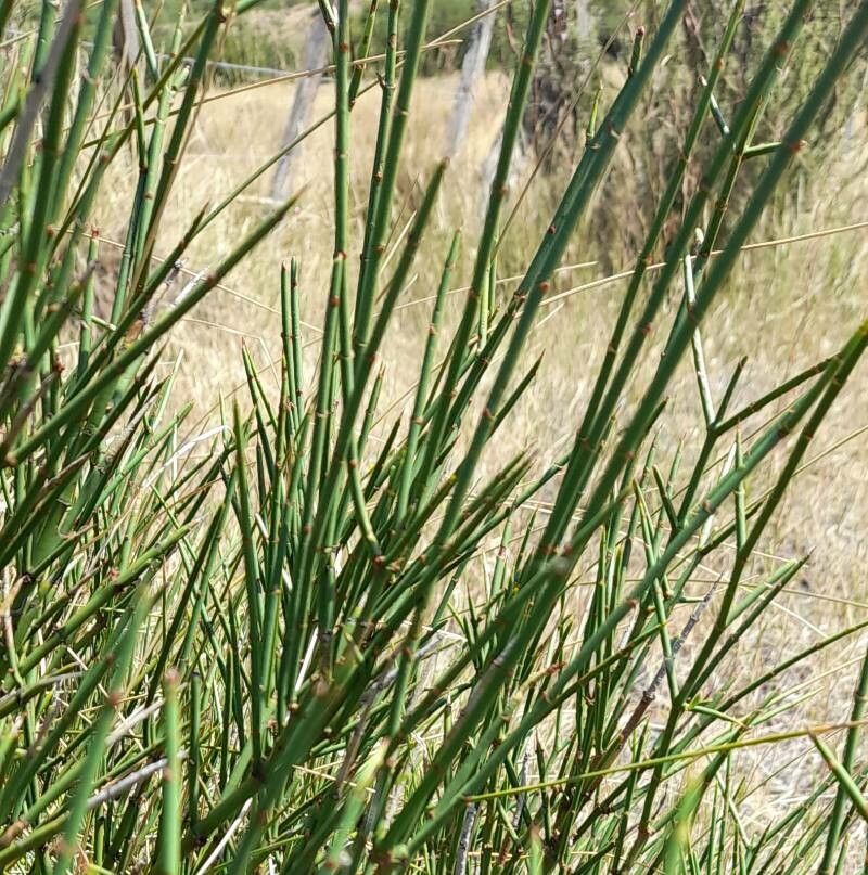 Discaria articulata bark