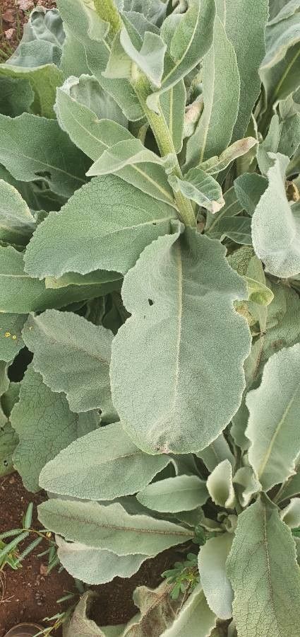 Verbascum sinaiticum — search result for 'Verbascum'