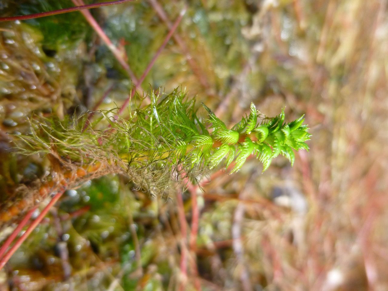 Myriophyllum heterophyllum habit