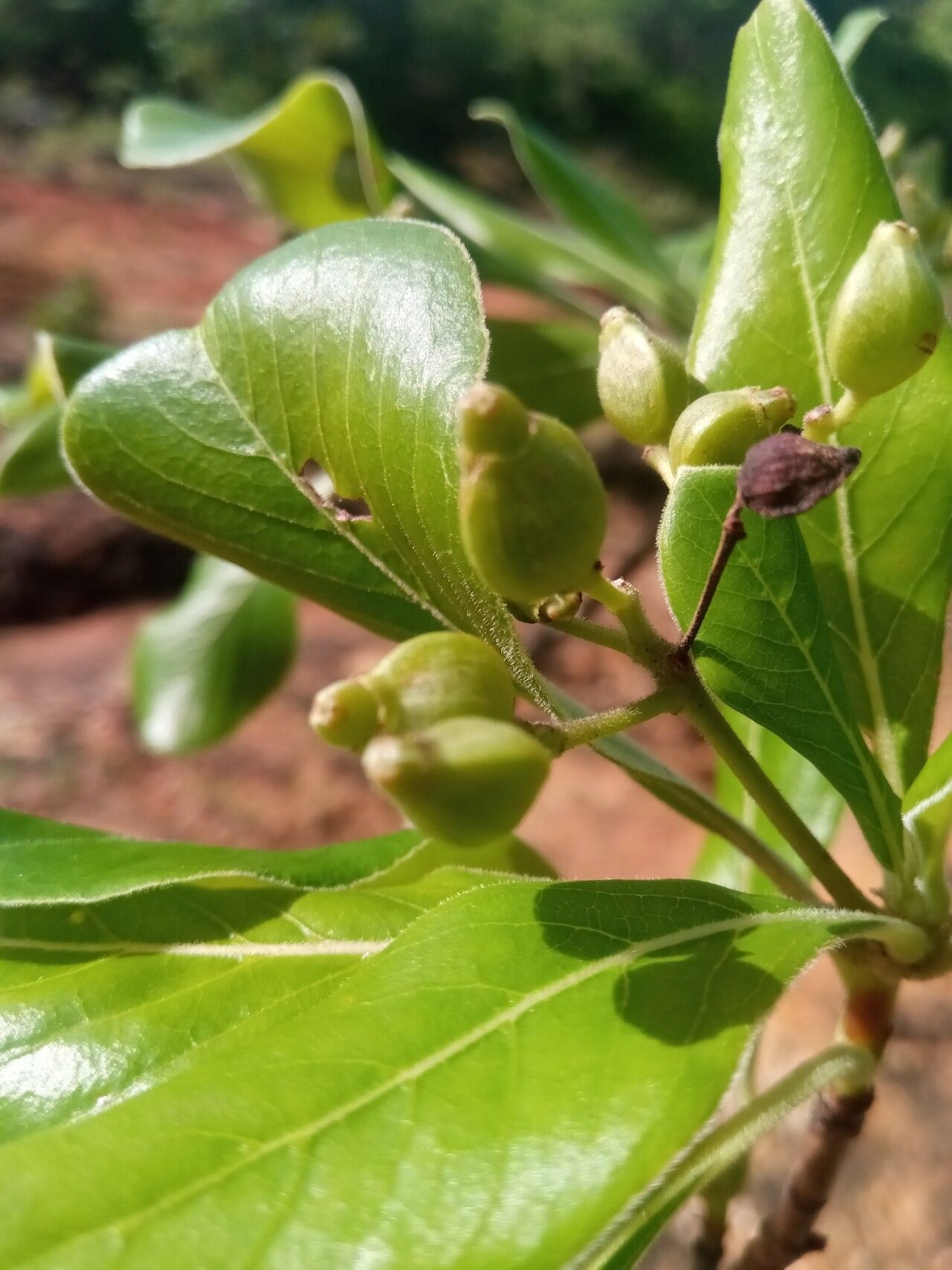Psychotria antakaranensis fruit