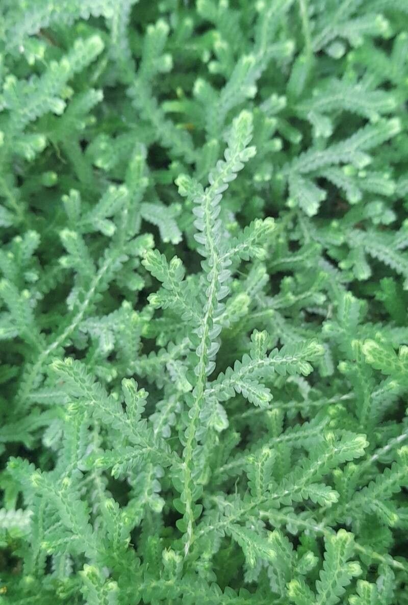 Selaginella serpens leaf
