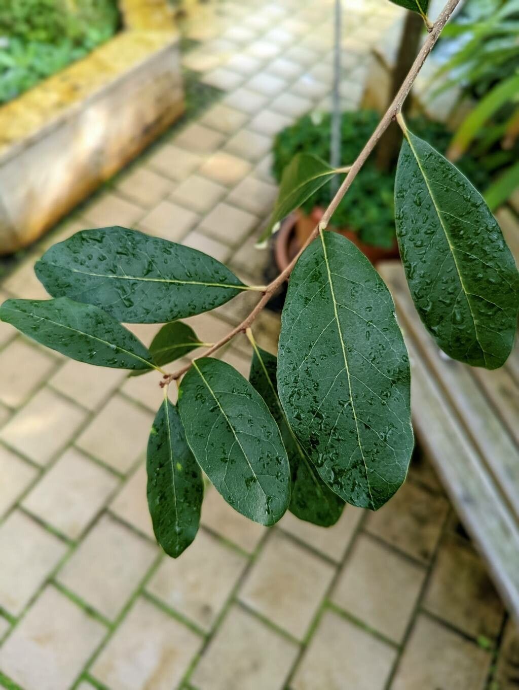 Quercus cubana — houseplant care guide